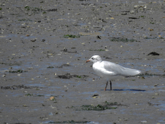 Ichthyaetus melanocephalus