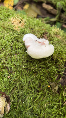 Entoloma abortivum