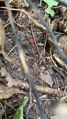 Sarcoscypha occidentalis