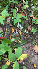 Clavaria fragilis