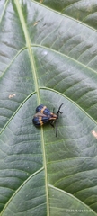 Lycidae
