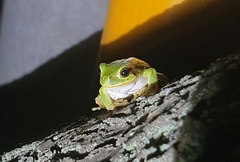 Hyla japonica