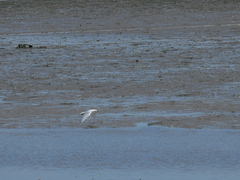 Ichthyaetus melanocephalus