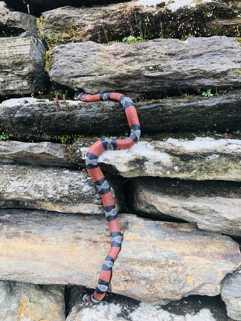 Black Milksnake