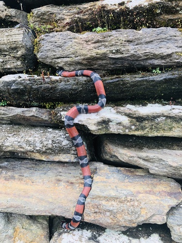 Black Milksnake