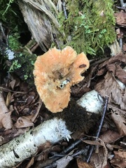 Lactarius thyinos