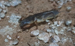 Gryllotalpa orientalis