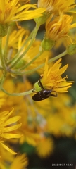 Curculionoidea