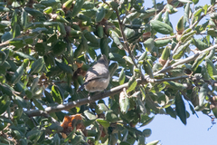 Baeolophus inornatus