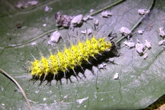 Kaniska canace