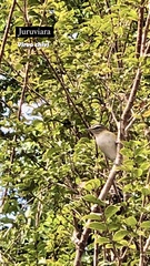 Vireo chivi