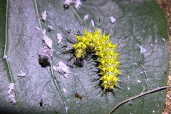 Kaniska canace
