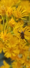 Curculionoidea