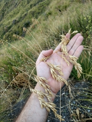 Ampelodesmos mauritanicus