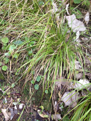 Carex lambertiana