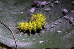 Kaniska canace