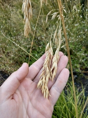 Ampelodesmos mauritanicus