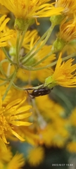Curculionoidea