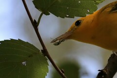 Myllocerus undecimpustulatus