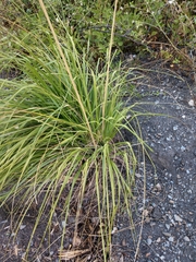 Ampelodesmos mauritanicus