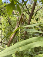Tenodera sinensis