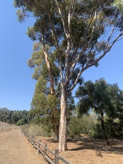 Eucalyptus