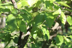Betula