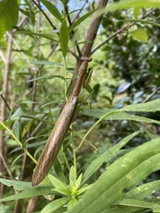 Tenodera sinensis