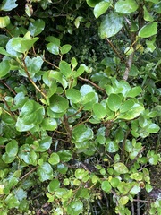 Griselinia littoralis
