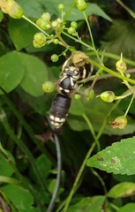 Spilomyia fusca