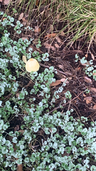 Leucocoprinus birnbaumii