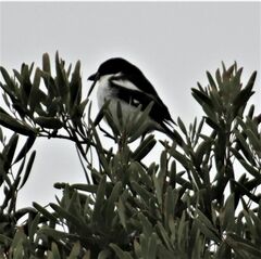 Lanius collaris collaris