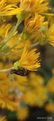 Curculionoidea
