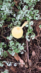 Leucocoprinus birnbaumii