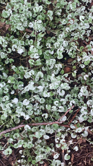 Dichondra argentea