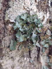 Pleurosticta acetabulum