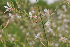 Oenothera lindheimeri