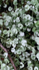 Dichondra argentea