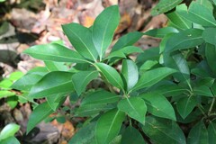 Kalmia latifolia
