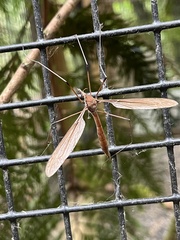 Holorusia hespera