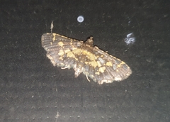 Eurrhyparodes bracteolalis