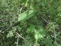 Echinopepon wrightii