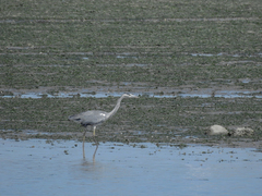 Ardea cinerea