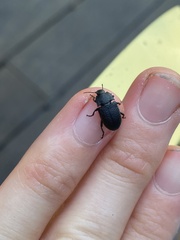Asiopus minimus