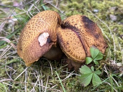 Aureoboletus innixus