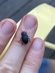 Asiopus minimus