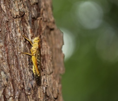 Schistocerca americana