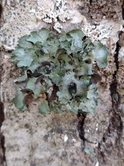 Pleurosticta acetabulum