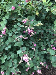 Symphoricarpos orbiculatus
