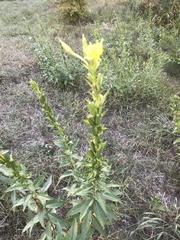 Oenothera biennis
